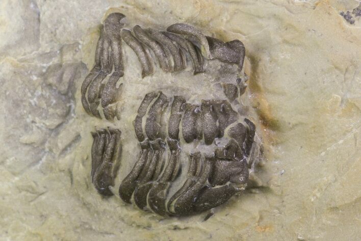 Partial Lemureops Kilbeyi Trilobite - Fillmore Formation, Utah #138576